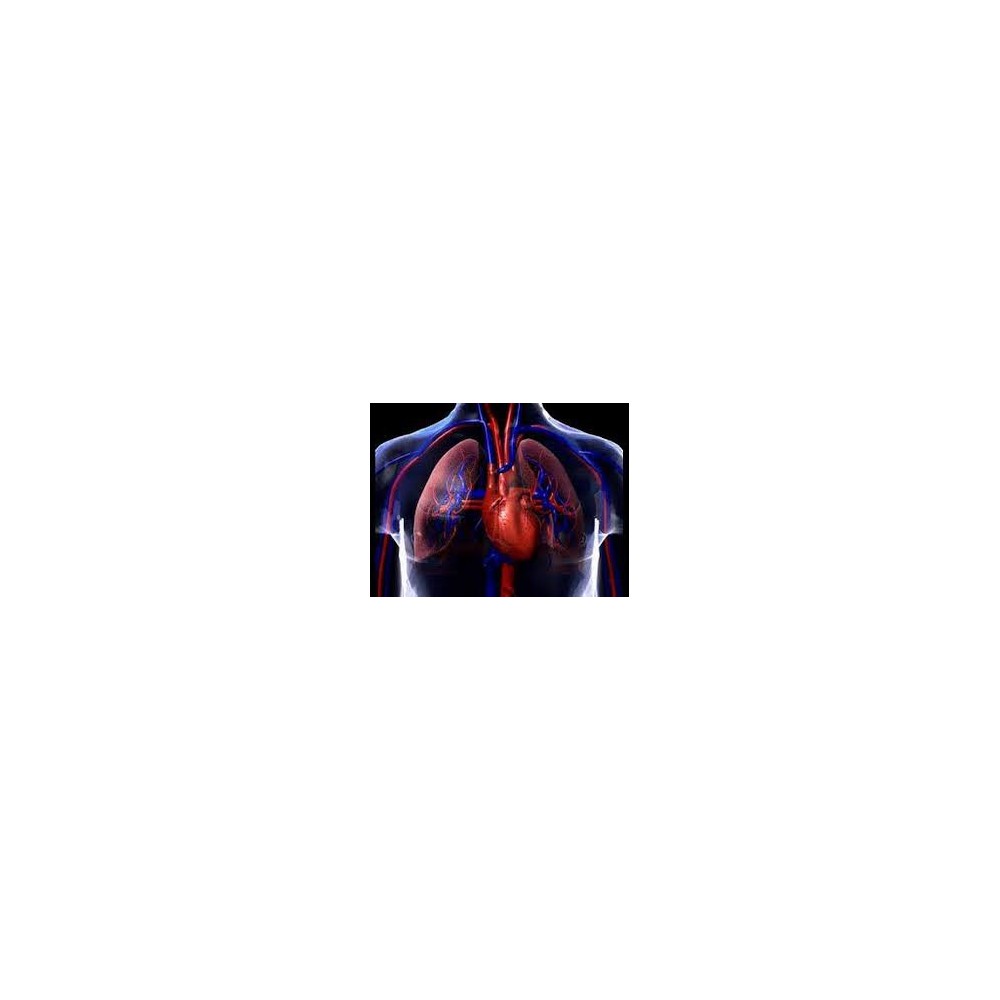 respiratory system