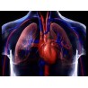 système respiratoire