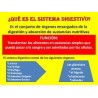 Digestive system