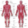 Aparato Locomotor
